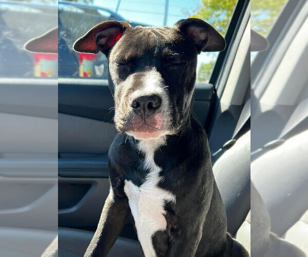Medium Photo #22 American Pit Bull Terrier-Labrador Retriever Mix Puppy For Sale in OKLAHOMA CITY, OK, USA