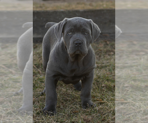 Cane Corso Puppy for sale in BOURBON, IN, USA
