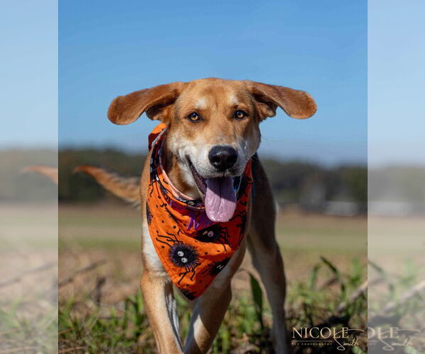 Medium Photo #3 German Shepherd Dog-Unknown Mix Puppy For Sale in Evansville, IN, USA