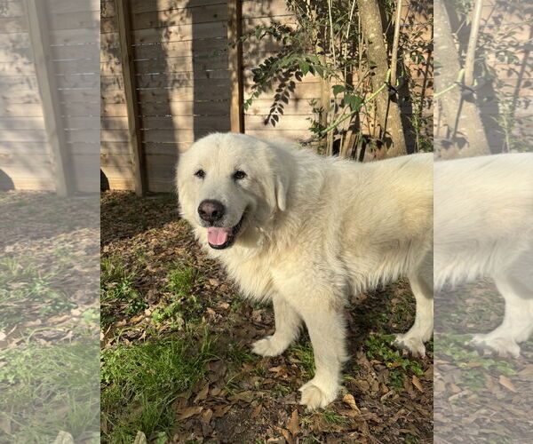 Medium Photo #2 Great Pyrenees Puppy For Sale in Spring, TX, USA