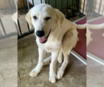 Small #1 Great Pyrenees-Retriever  Mix