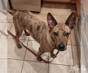 Cooper - Male Plott Hound-Unknown Mix Dog for Adoption - Photo #3