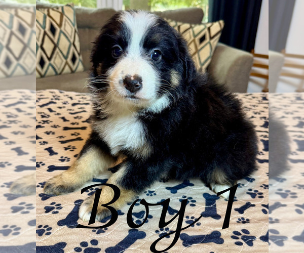 Medium Photo #12 Miniature Australian Shepherd Puppy For Sale in SALISBURY, NC, USA