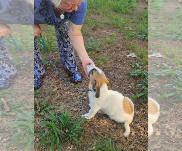 Medium Photo #7 Basset Hound-Unknown Mix Puppy For Sale in Wakefield, RI, USA