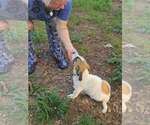 Small #6 Basset Hound Mix
