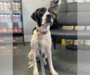 Pointer-Unknown Mix Dogs for adoption in Mooresville, NC, USA