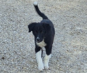 Medium Border-Aussie