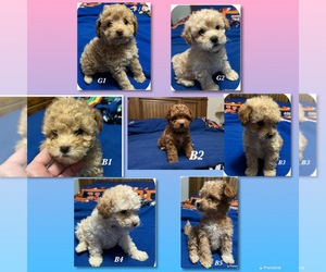 Medium Maltipoo