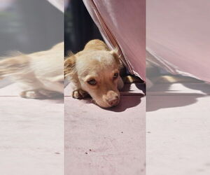 Cali #1363 - Female Colonial Cocker Spaniel-Dachshund Mix Dog for Adoption - Photo #2