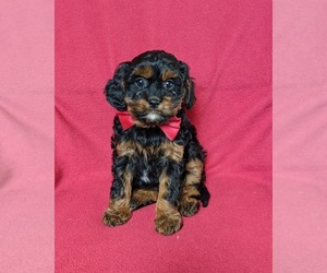 Cavapoo Puppy for sale in NOTTINGHAM, PA, USA