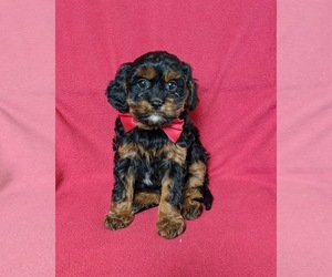 Medium Cavapoo