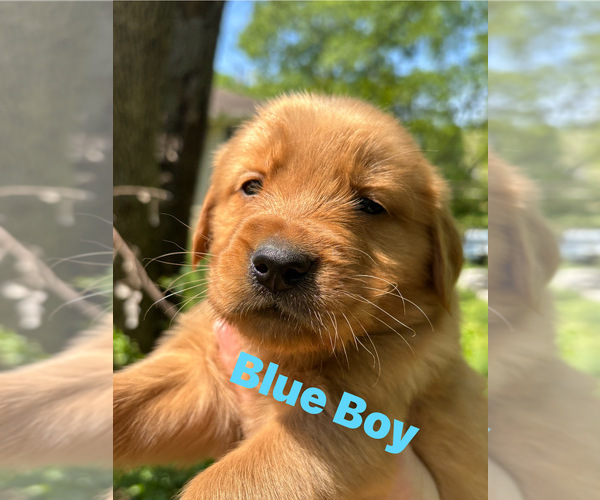 Medium Photo #4 Golden Retriever Puppy For Sale in NASHVILLE, TN, USA