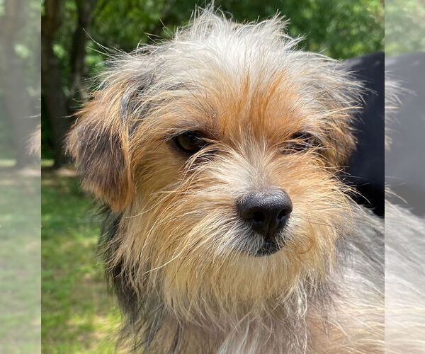 Medium Photo #4 Mutt Puppy For Sale in Pacolet, SC, USA