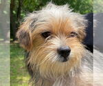 Small #3 Mutt