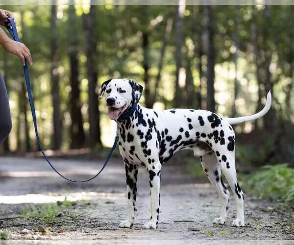 Medium Photo #15 Dalmatian Puppy For Sale in JASPER, FL, USA