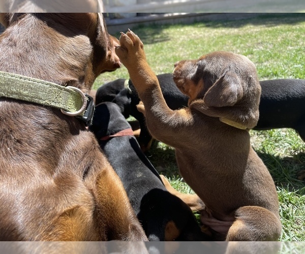 Medium Photo #3 Doberman Pinscher Puppy For Sale in PALMDALE, CA, USA