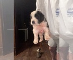 Puppy Polaris Saint Bernard