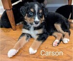 Small #9 Australian Shepherd