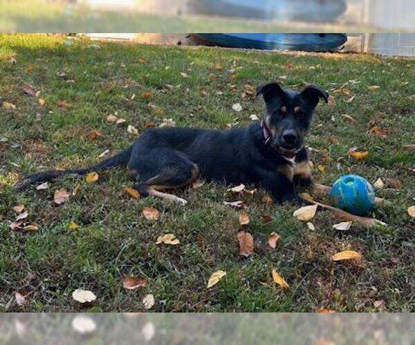 Medium Photo #7 Rottweiler-Unknown Mix Puppy For Sale in Brewster, NY, USA