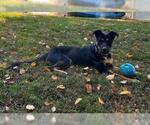 Small #6 Rottweiler Mix