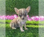 Small #34 Chihuahua