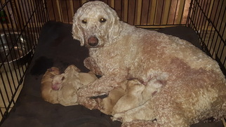 Poodle (Standard) Puppy for sale in BARLING, AR, USA