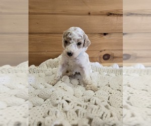 Poodle (Standard) Puppy for sale in WILLIAMSTOWN, KY, USA
