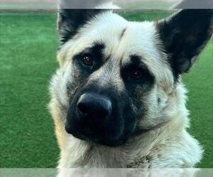Akita-Unknown Mix Dogs for adoption in Redwood City, CA, USA
