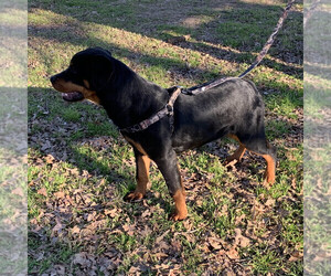 Rottweiler Puppy for sale in FORESTBURG, TX, USA