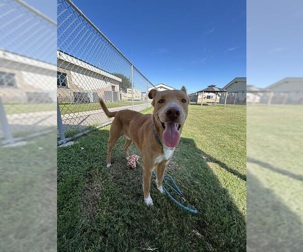 Medium Photo #2 Carolina Dog-Unknown Mix Puppy For Sale in Corpus Christi, TX, USA
