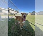 Small #1 Carolina Dog Mix