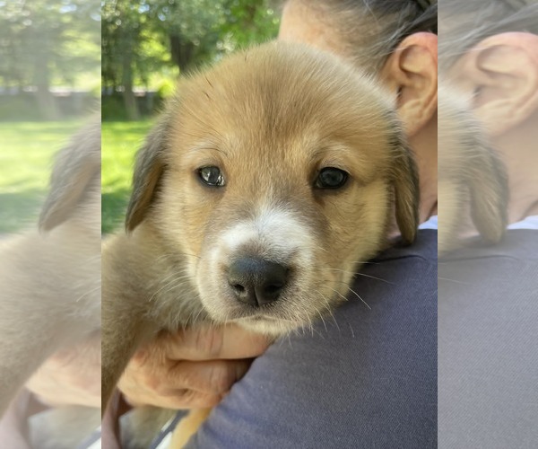 Medium Photo #1 Siberian Husky-Unknown Mix Puppy For Sale in Holly Springs, NC, USA