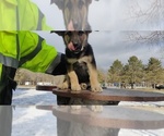 Small Photo #11 German Shepherd Dog Puppy For Sale in BRAINERD, MN, USA
