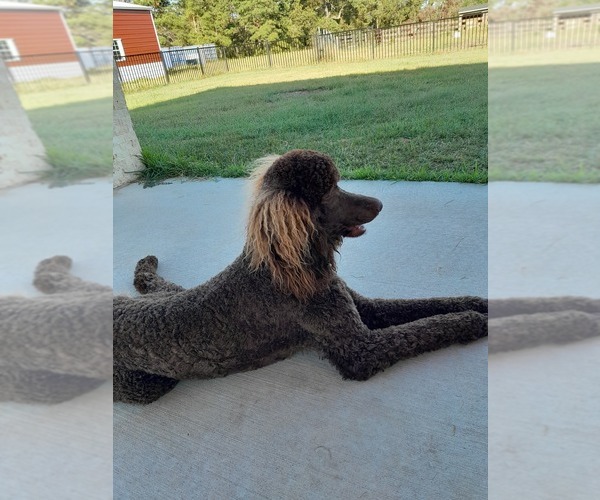 Medium Photo #1 Poodle (Standard) Puppy For Sale in CONROE, TX, USA