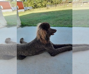 Father of the Poodle (Standard) puppies born on 07/03/2025