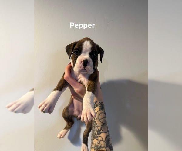 Medium Photo #1 Boxer Puppy For Sale in ELKHART, IN, USA