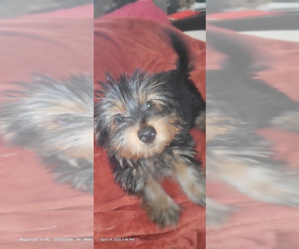 Medium Photo #290 Yorkshire Terrier Puppy For Sale in AKRON, OH, USA