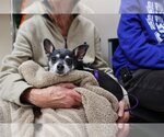 Small Photo #16 Chihuahua-Unknown Mix Puppy For Sale in Mundelein, IL, USA