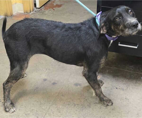 Medium Photo #3 Mutt Puppy For Sale in Alexander, AR, USA