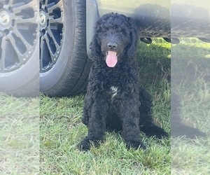 Goldendoodle Puppy for sale in BOKOSHE, OK, USA