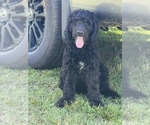 Small Photo #1 Goldendoodle Puppy For Sale in BOKOSHE, OK, USA