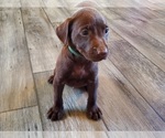 Puppy Green male Labrador Retriever