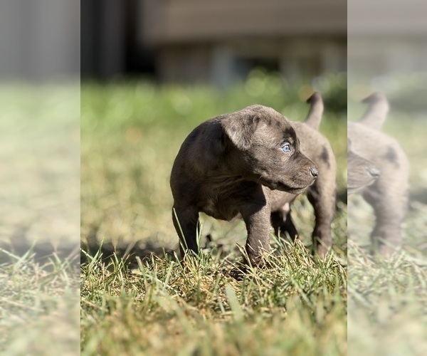 Medium Photo #56 Catahoula Leopard Dog Puppy For Sale in BUSHNELL, IL, USA