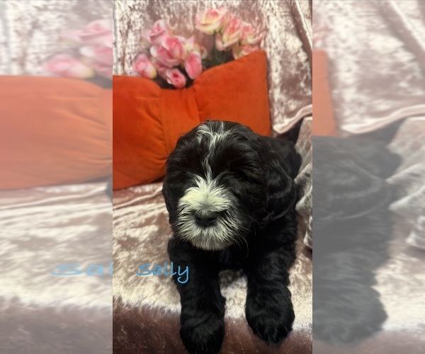 Medium Photo #4 Golden Mountain Doodle Puppy For Sale in SAINT CLOUD, MN, USA