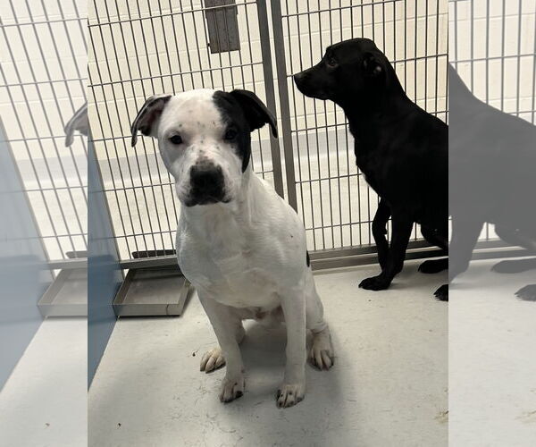 Medium Photo #2 Pointer Puppy For Sale in Pampa, TX, USA