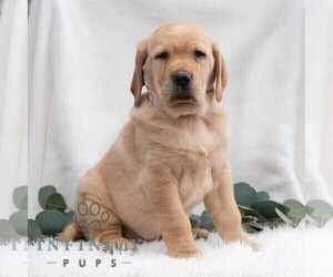 Golden Retriever-Vizsla Mix Puppy for sale in PORT TREVORTON, PA, USA