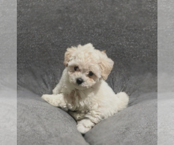 Medium Photo #4 Poodle (Toy) Puppy For Sale in CHARLOTTE, NC, USA