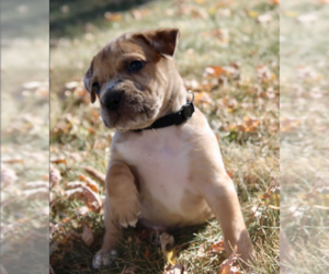 Boxer-Mountain Cur Mix Dogs for adoption in Brooklyn Center, MN, USA