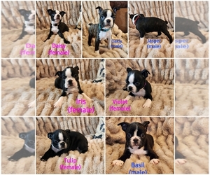 Boston Terrier Litter for sale in STRASBURG, OH, USA