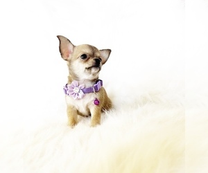 Chihuahua Puppy for sale in SACRAMENTO, CA, USA